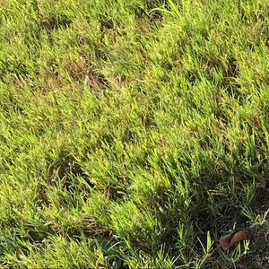 Meet your Posher, Bailey